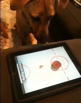 Dog Playing iPad